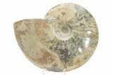 Polished Cretaceous Ammonite (Cleoniceras) Fossil - Madagascar #216110-1